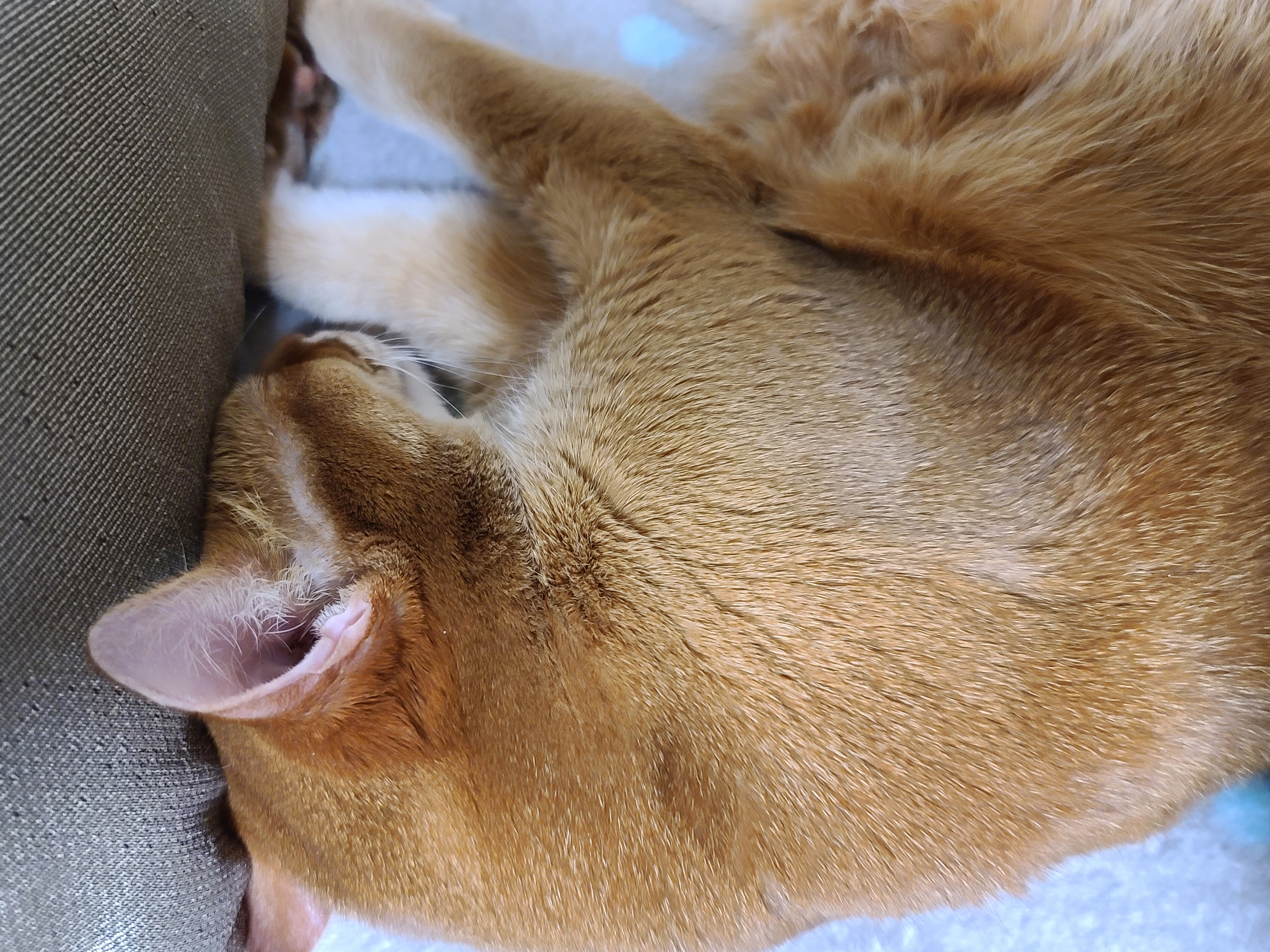 우리집 고양이들에게 전기장판은 선택이 아닌 필수! 보일러가 고장난 3일동안 아홉냥이들은...