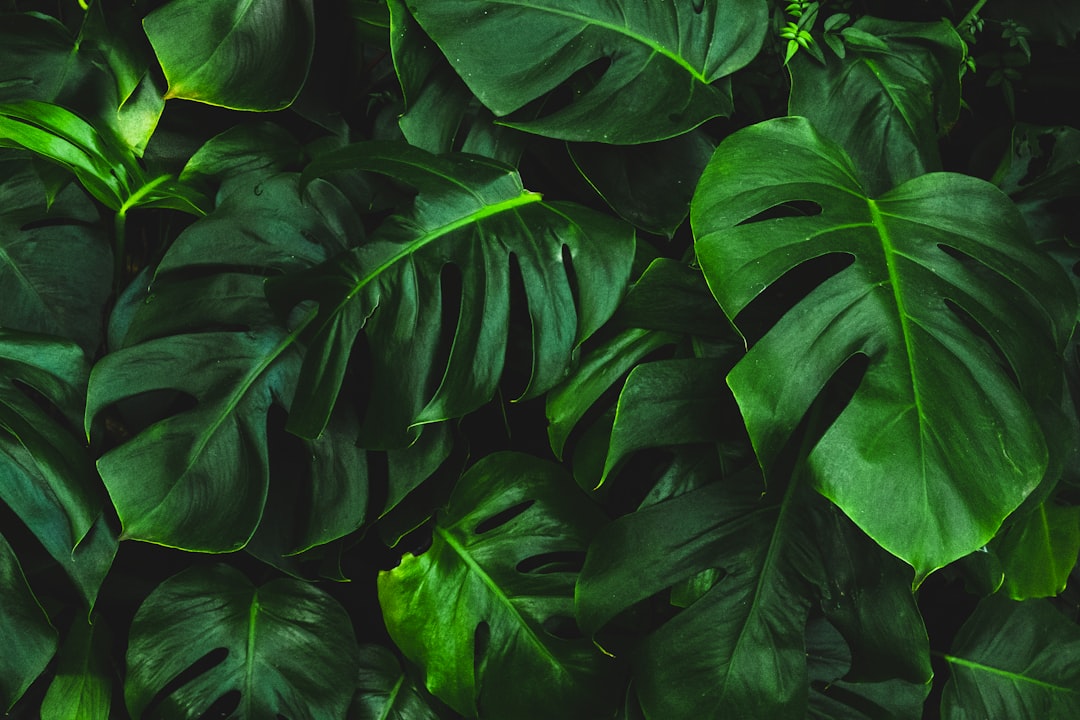 Plant