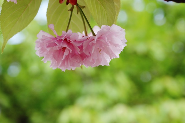 서산 개심사 겹벚꽃·청벚꽃 개화상황