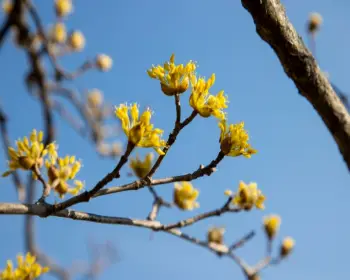 구례 산수유축제_8