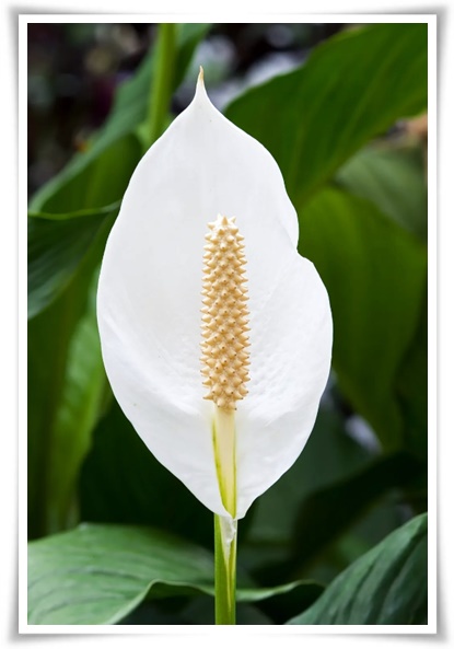 화초 "리시안셔스" 장미인 듯 장미 아닌 변치 않는 사랑의 꽃!