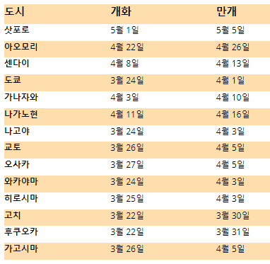 일본 벗꽃 시즌