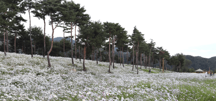 2025 가평 봄&middot;가을 여행 필수코스! 자라섬 꽃 페스타