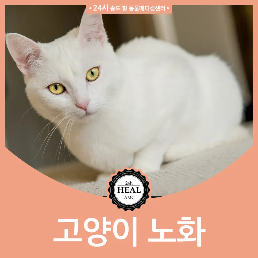 노령 고양이 필수 관리법 4가지 건강 지키기_1