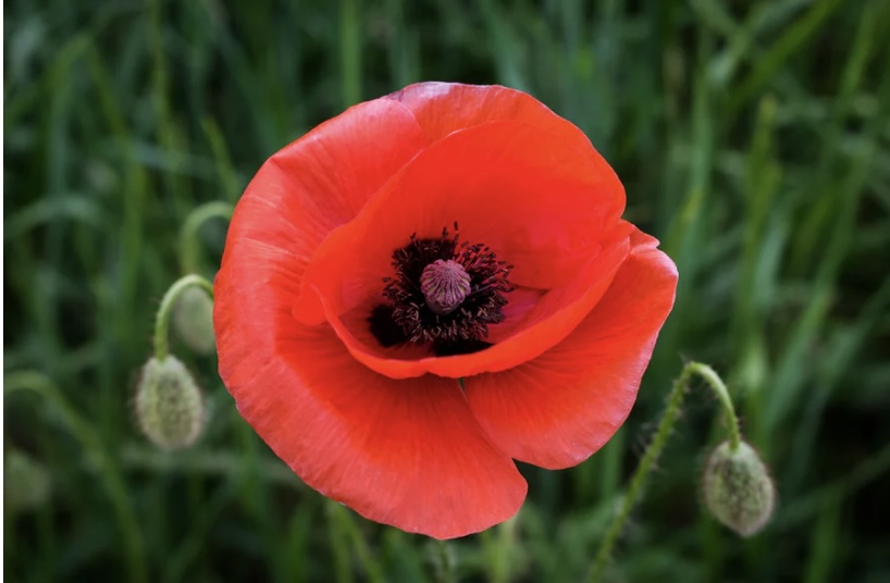 양귀비술 효능 및 효과 이것은 몰랐죠.