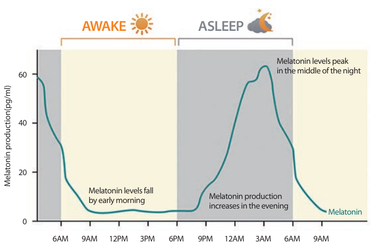 멜라토닌 melatonin 서방정 전문의약품 건강기능식품 건강식품 수면 불면증 영양제