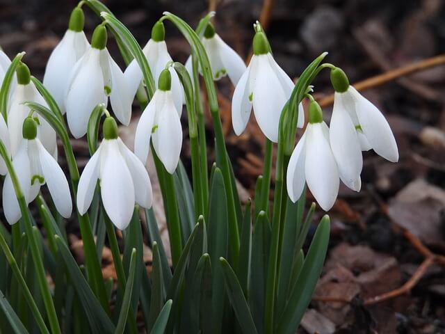 스노드롭(Snowdrops)
