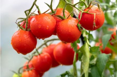 스테비아 토마토 부작용 스테비아 방울 토마토 칼로리