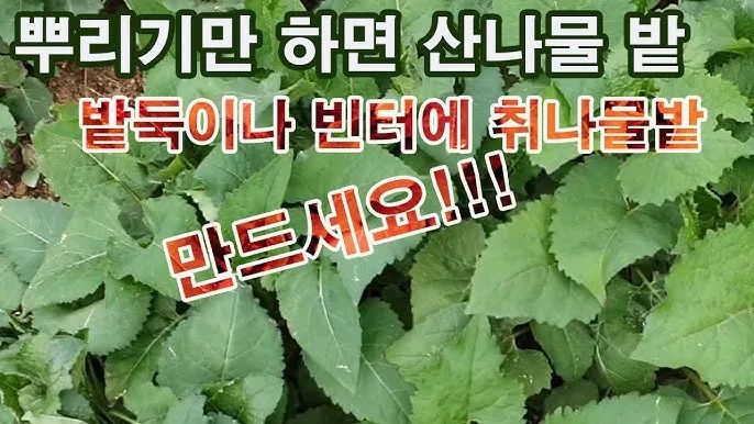 취나물 재배 반그늘 환경 배수 확보 연속 수확_8