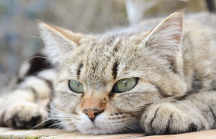 누워 있는 고양이.