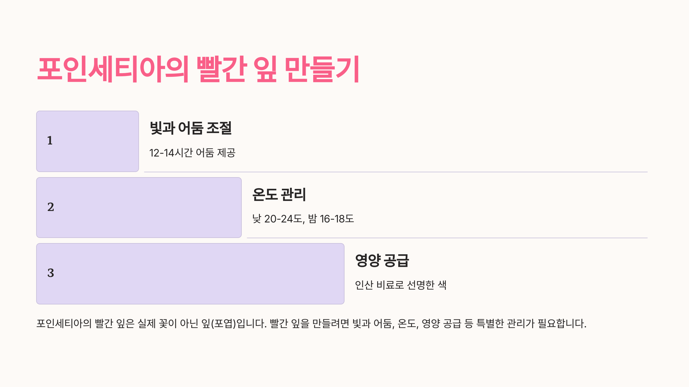 포인세티아 사진입니니다.