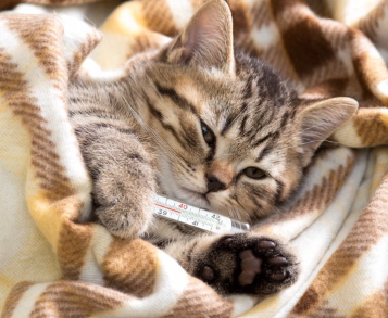 감기에 걸린 고양이.