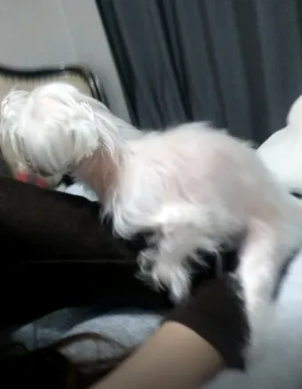 강아지 마운팅 이유 해결 방법_27