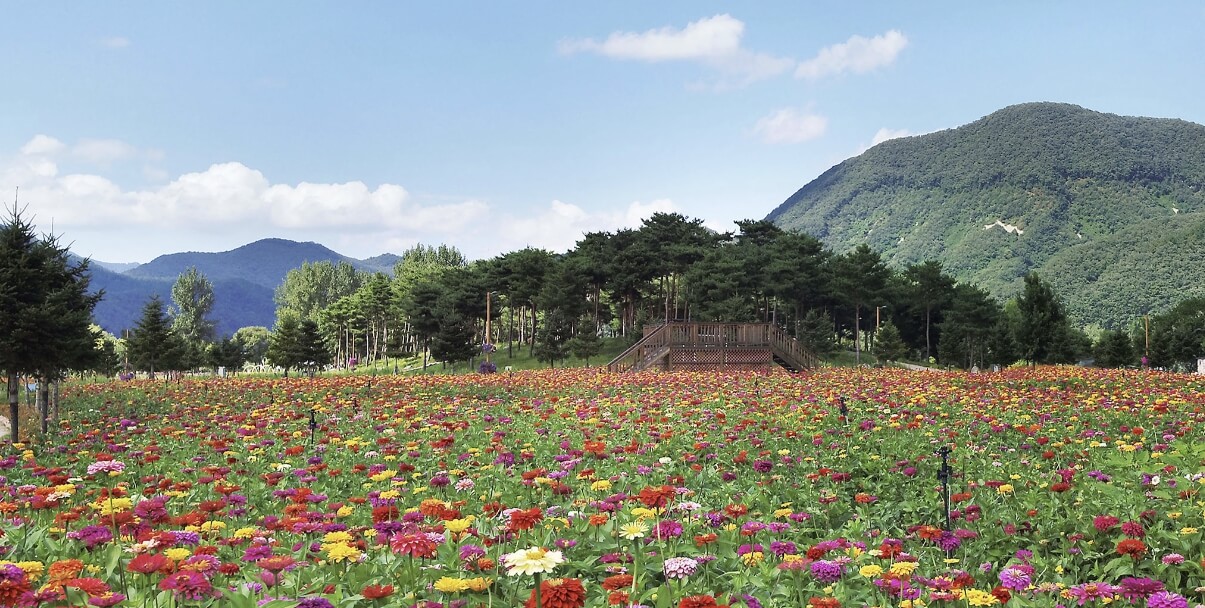 Colorful Garden 자라섬 꽃 페스타
