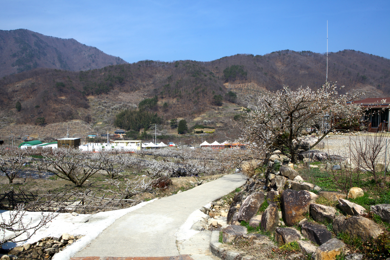 원동 매화 꽃축제
