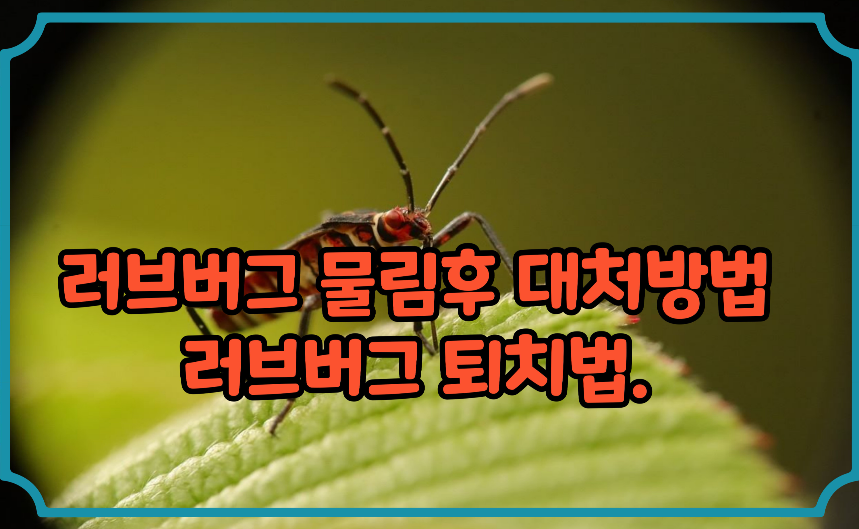 러브버그물림후 - 퇴치법