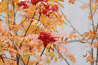 익은 마가목 열매 사진