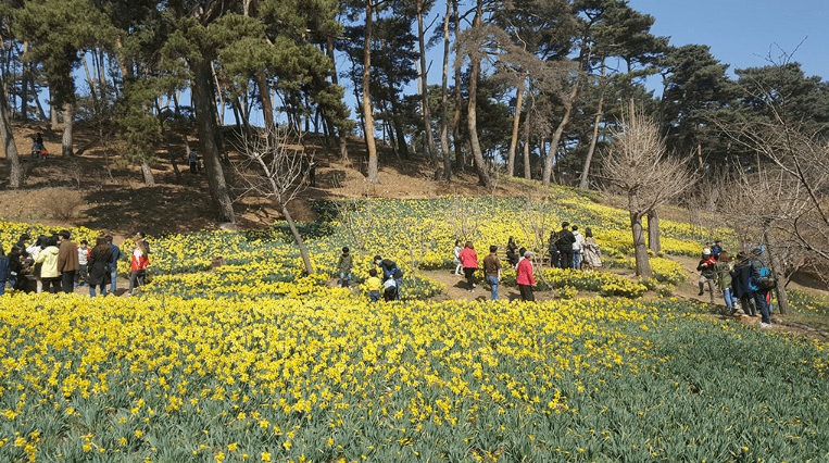 서산 유기방가옥 수선화 축제