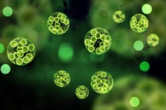 식중독의 정의, 원인,중성,치료, 생활속 예방법