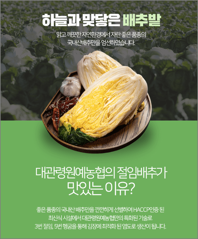 고랭지 절임배추