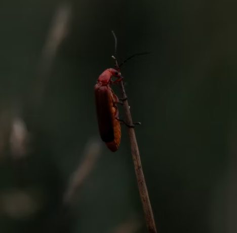 러브 버그 퇴치 방법 총정리 2025