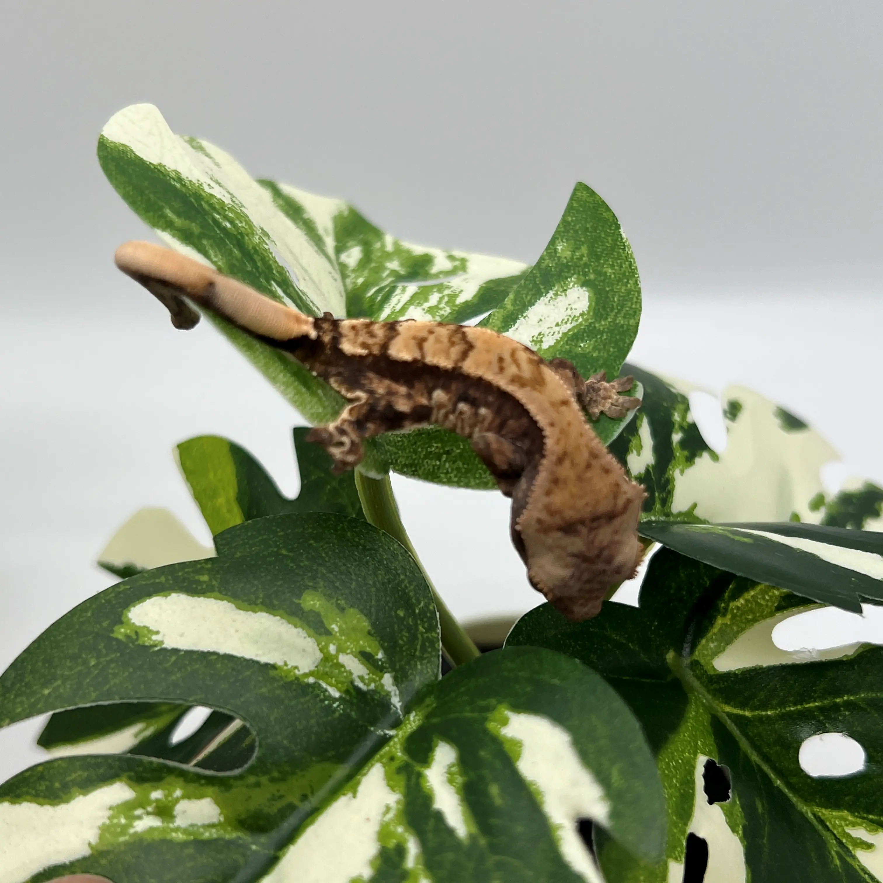 도마뱀 키우기 크래스티드 개코