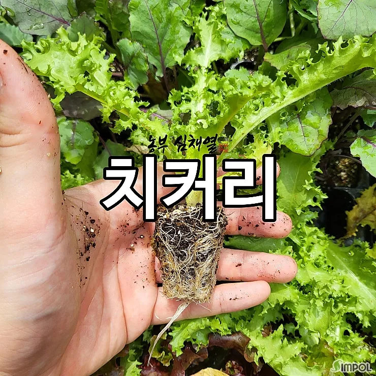 치커리 재배 쓴맛 줄이기 차광 요령 물 관리_7