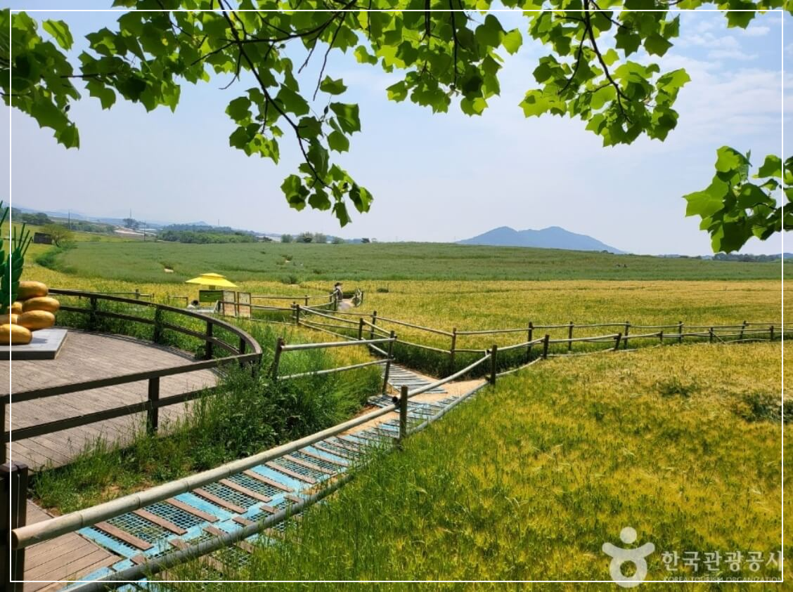 고창 가볼만한곳 베스트10 학원농장 청보리밭