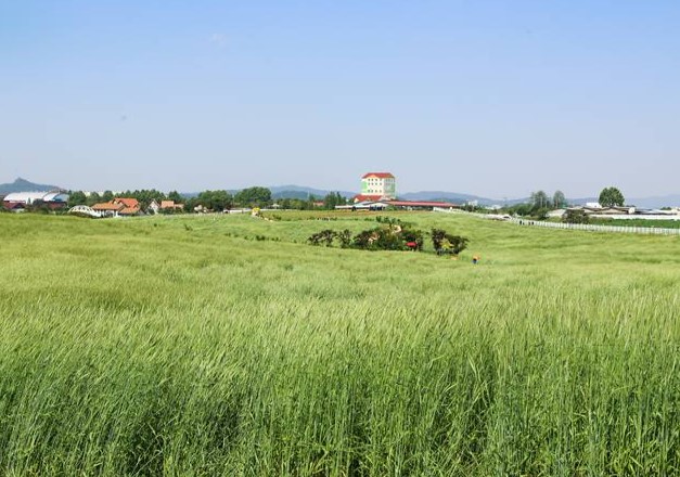 경기도 봄꽃구경