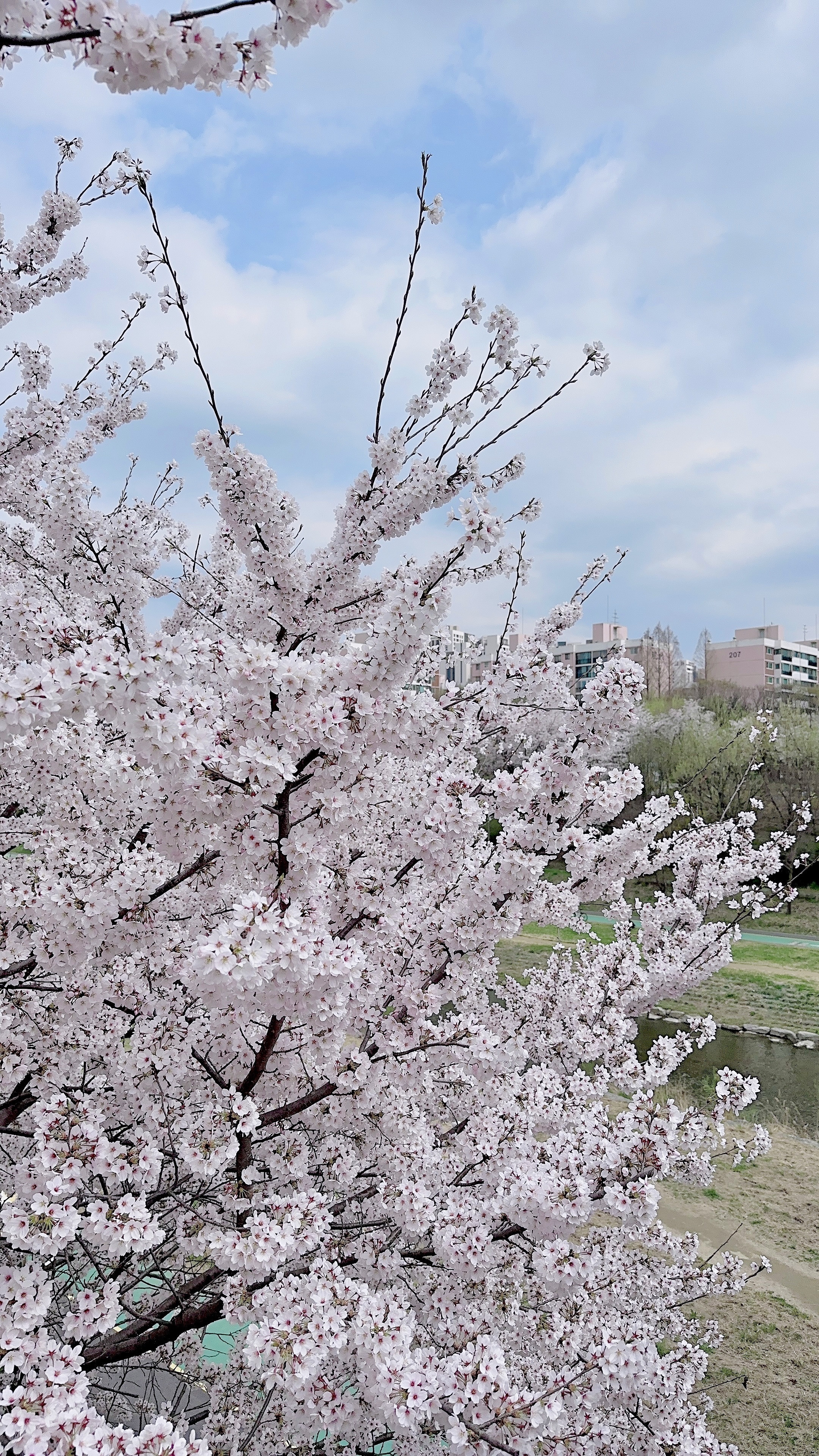 2025 벚꽃 개화시기 벚꽃데이트