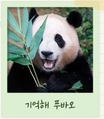 푸바오 사진 4