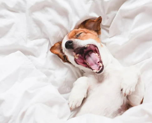 강아지 피로 증상부터 회복 팁 가이드