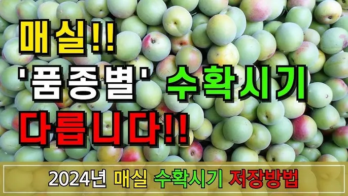 매실 수확 시기 매실장아찌 매실청 매실주 담그는 법_7