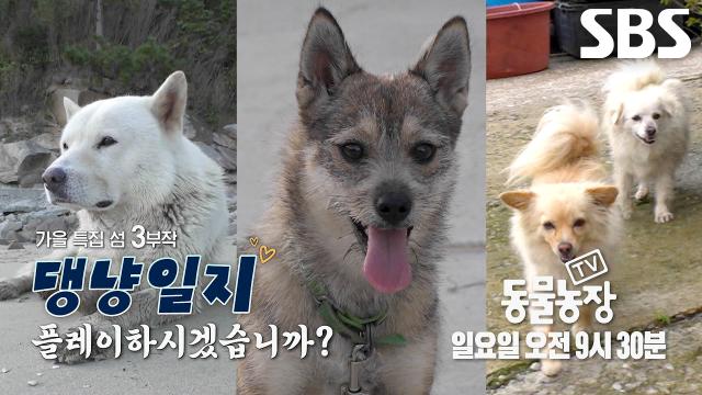 SBS TV 동물농장 10월 11일 방송 예고 이미지에서 섬돌이 등 여러 마리 개가 소개되는 모습