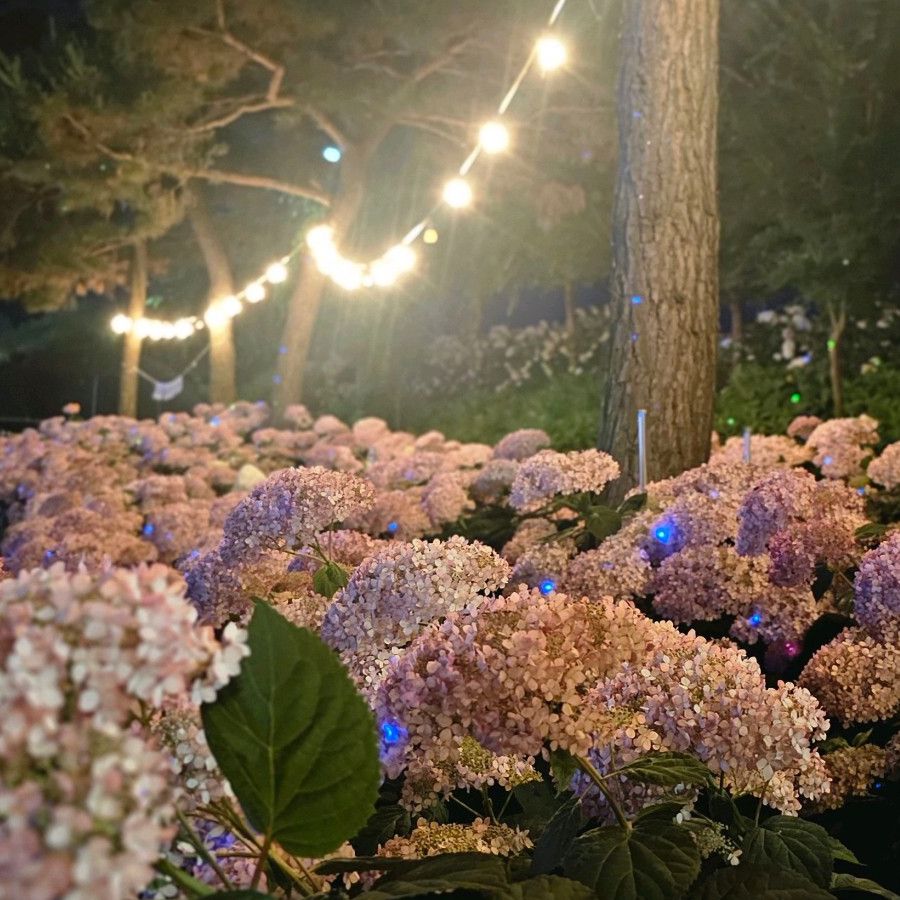 유구 색동수국정원