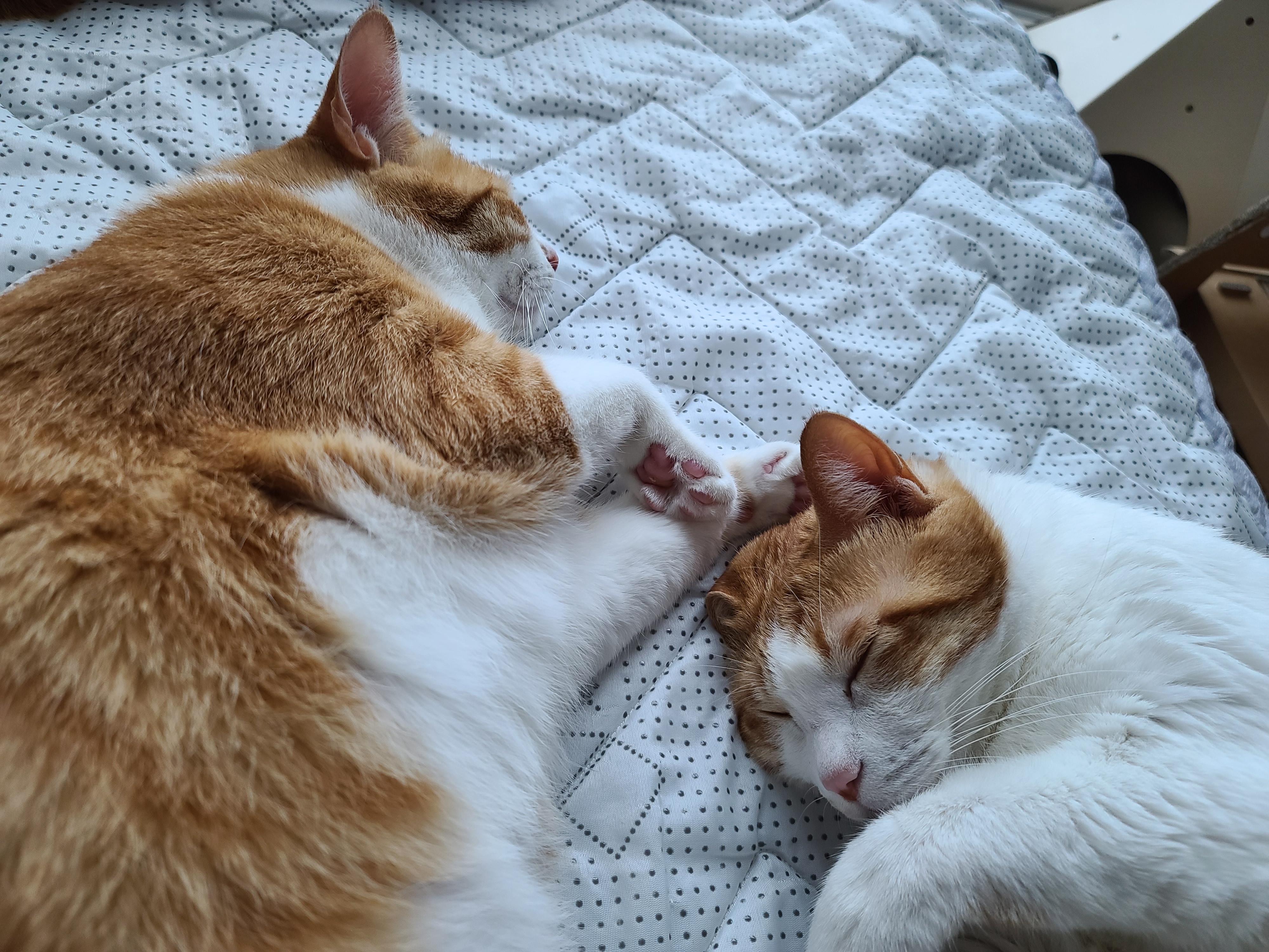 치즈형제의 다정한 낮잠. (feat.아비시니안 루나와 질투대마왕 건이)