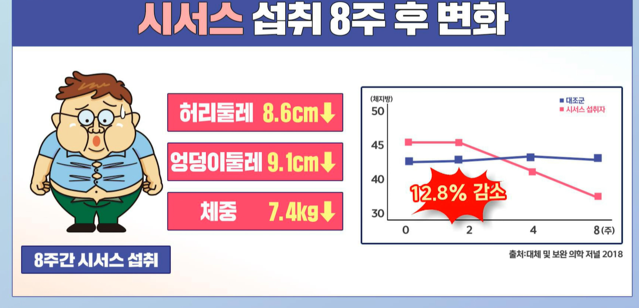 시서스 효능