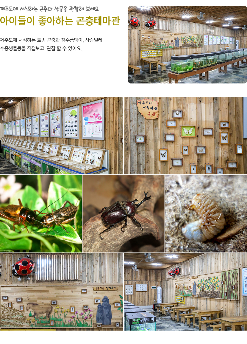 휴애리 여름 수국축제