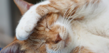 자고 있는 고양이