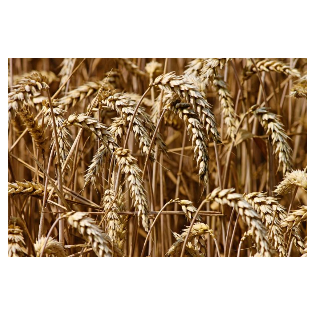 식물성 멜라토닌과 관련된 사진입니다.