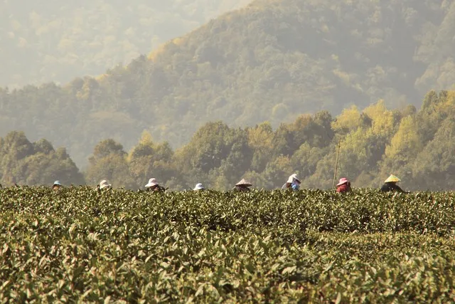 차나무 재배 잎 따기 시기 그늘 재배 향 유지_2