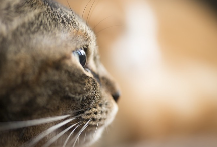 고양이의 옆모습.