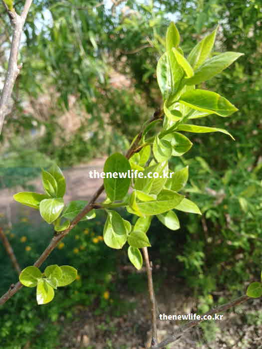 꾸지뽕 효능 당뇨 개선 루틴 성분