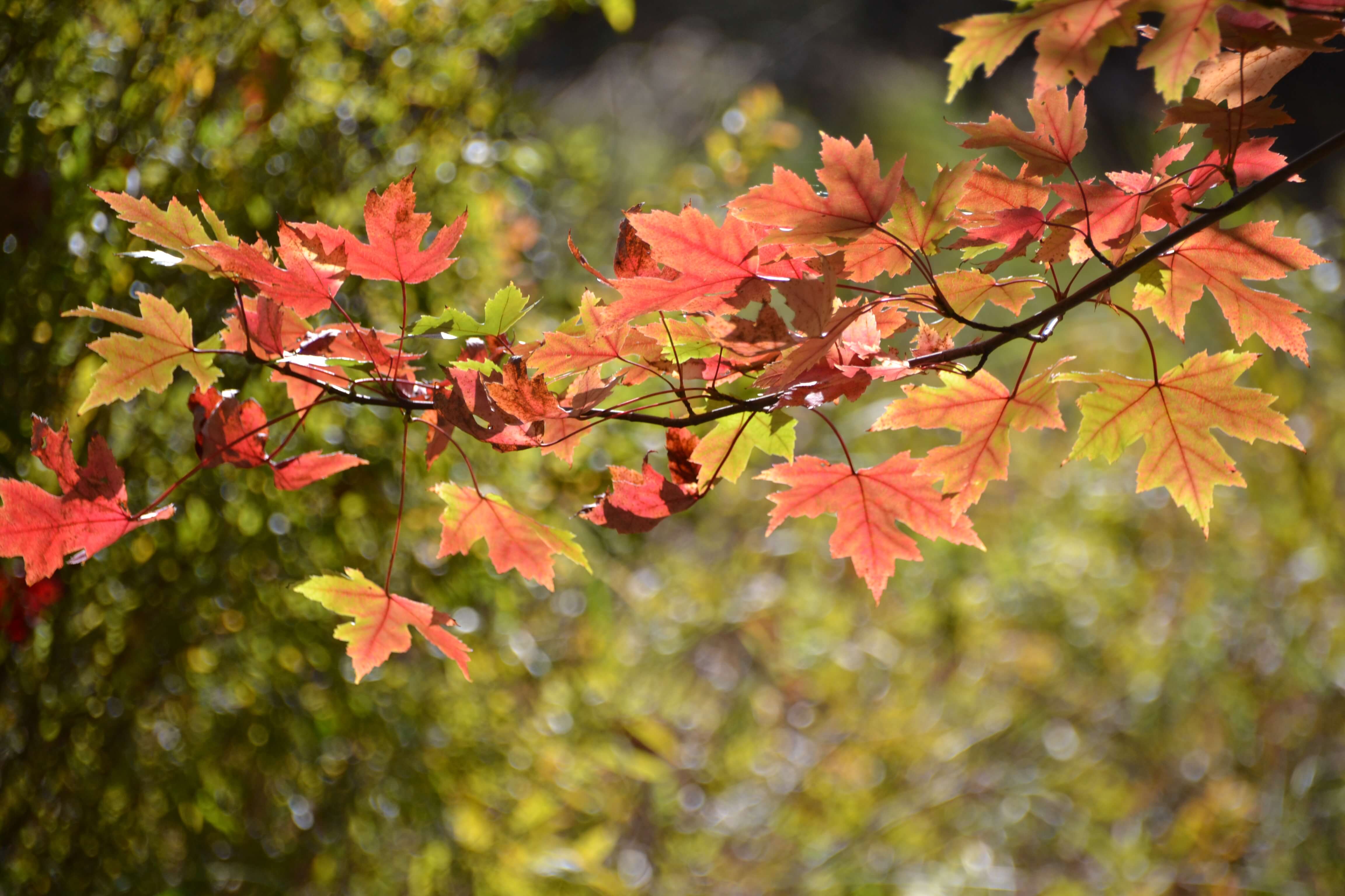 단풍 명소 등산