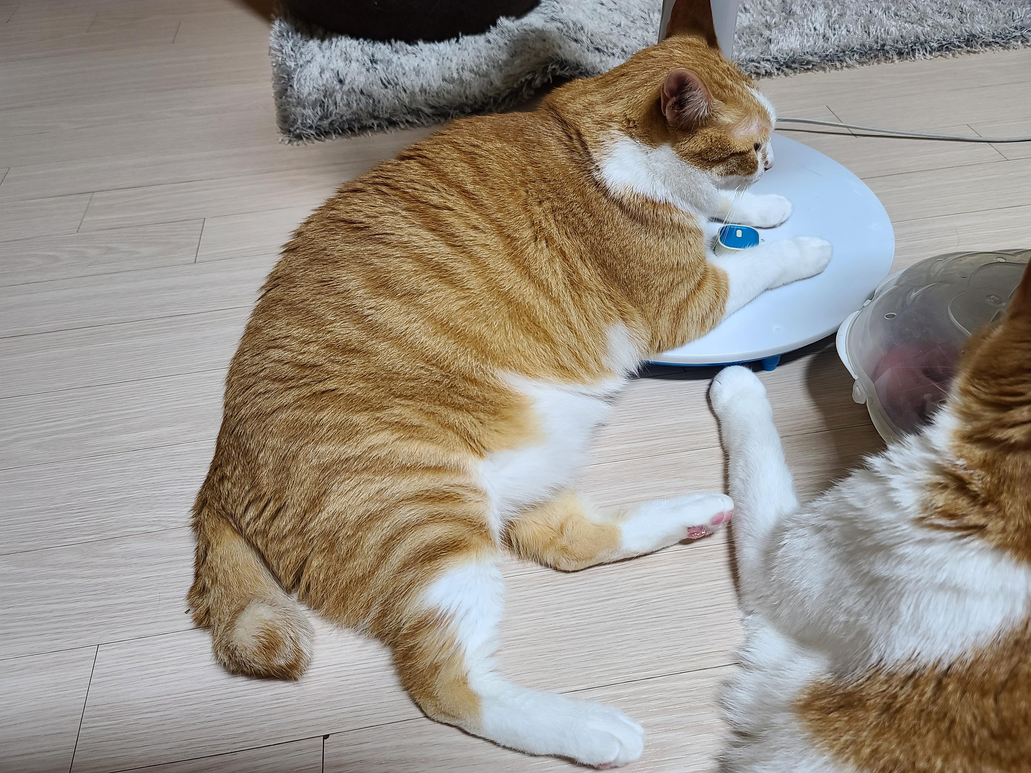 에어컨을 잠시 껐다...그랬더니 고양이들이....(눈치보는 집사)