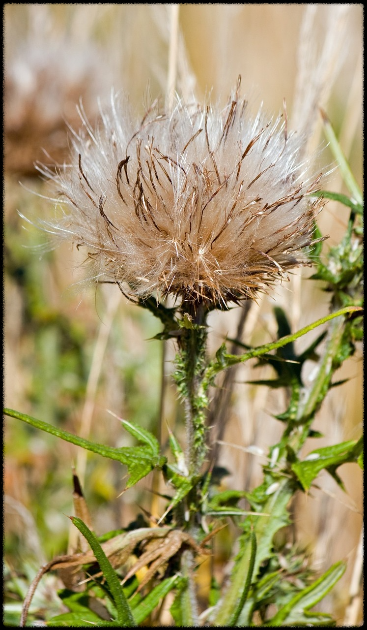 밀크씨슬 이미지18