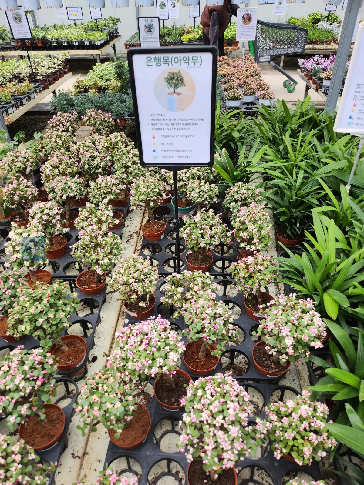 에르베플라워-은행목