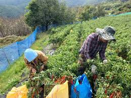 농촌 일자리 구하기