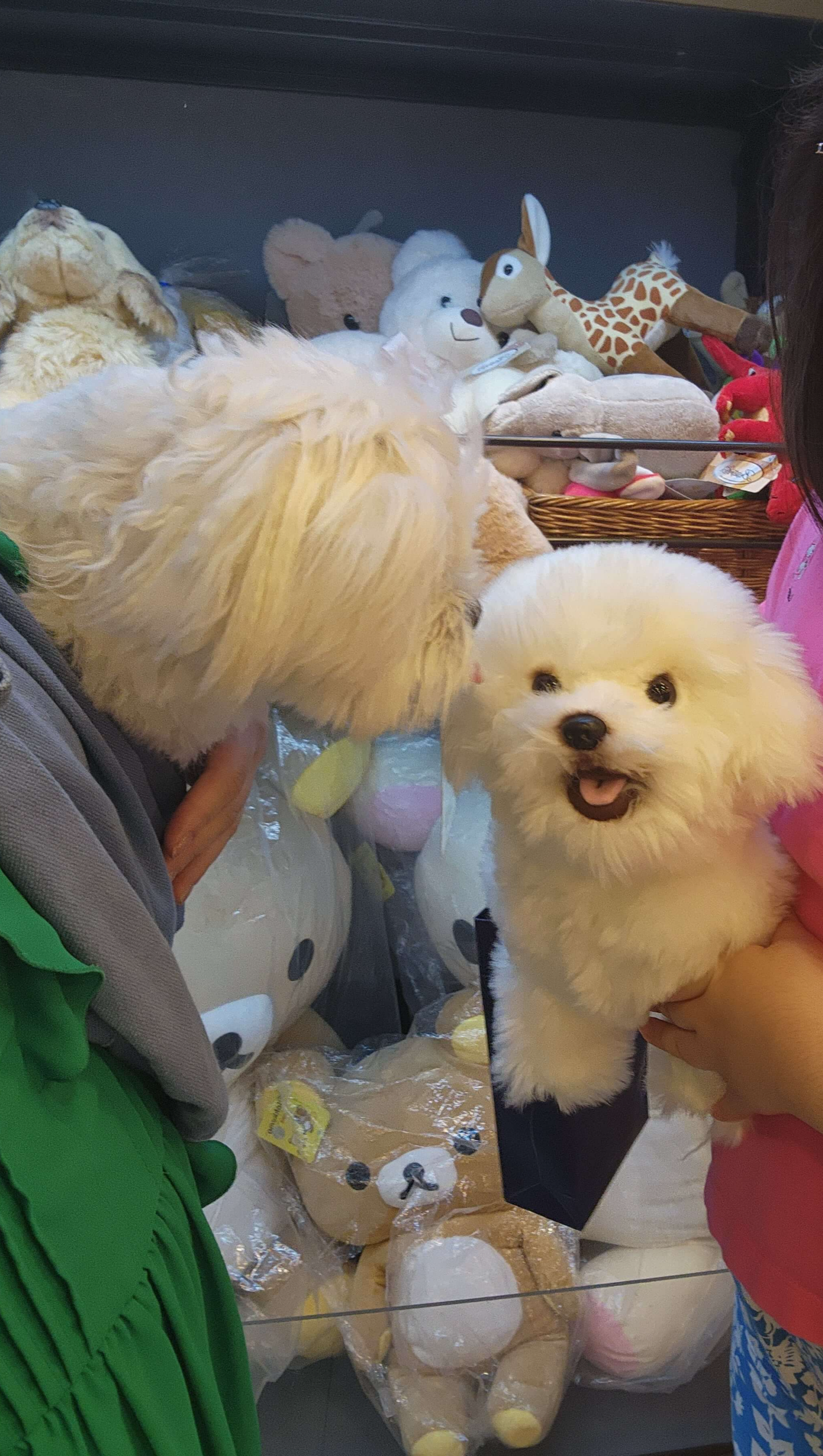 전주 애견동반 갈만한곳 객사길 