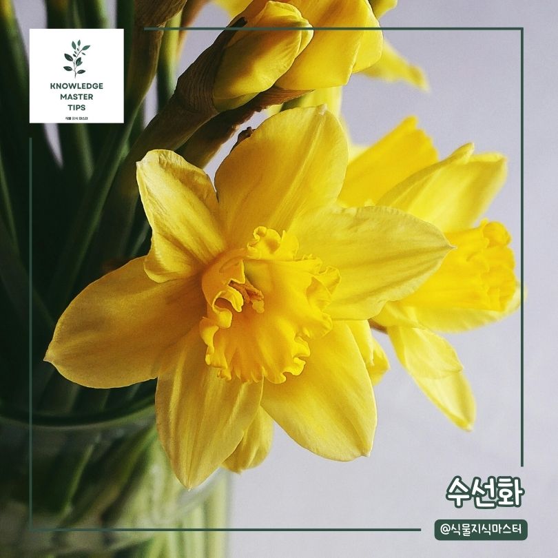 봄에 심기 좋은 꽃 - 수선화